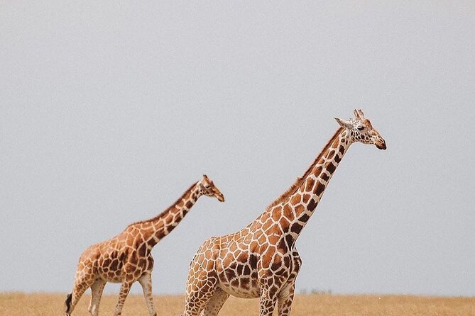 7 Days Private Safari in Tanzania - Day 2: Tarangire’s elephants and baobab trees