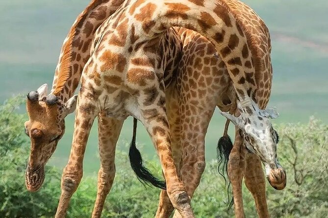 7 Days Private Safari in Tanzania - Day 3: A Serengeti transfer with a confusing park label