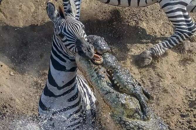 7 Days Private Safari in Tanzania - Day 5: From Serengeti to the Ngorongoro highlands