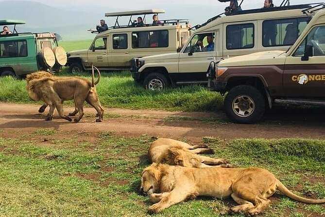 7 Days Private Safari in Tanzania - Day 6: Inside Ngorongoro Crater