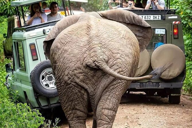 7 Days Private Safari in Tanzania - Day 1: Arriving in Arusha from Kilimanjaro