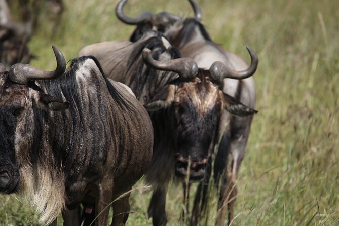 7 Days Private Serengeti Wildebeest Migration Tour - Day two: Elephants and baobabs in Tarangire