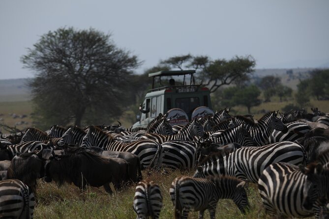 7 Days Private Serengeti Wildebeest Migration Tour - Day one: An easy start in Arusha