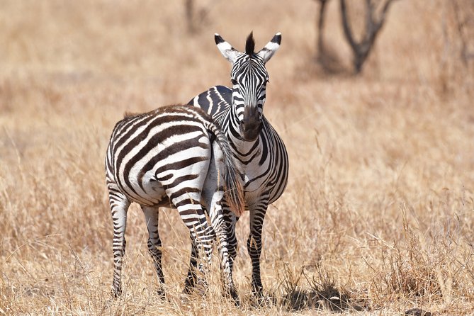 7 Days Rhino Ngorongoro Crater Safari Tour - Day 3: Road to the Serengeti