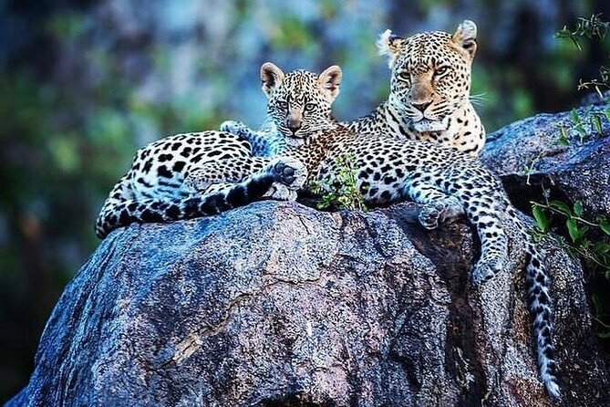 7 Days Rhino Ngorongoro Crater Safari Tour - Day 4: Give the Serengeti a full day