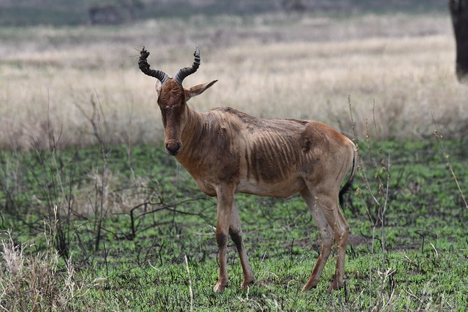 7 Days Rhino Ngorongoro Crater Safari Tour - Day 5: Down into Ngorongoro Crater
