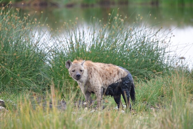 7 Days Rhino Ngorongoro Crater Safari Tour - Day 6: Forest, lake, and tree-climbing lions