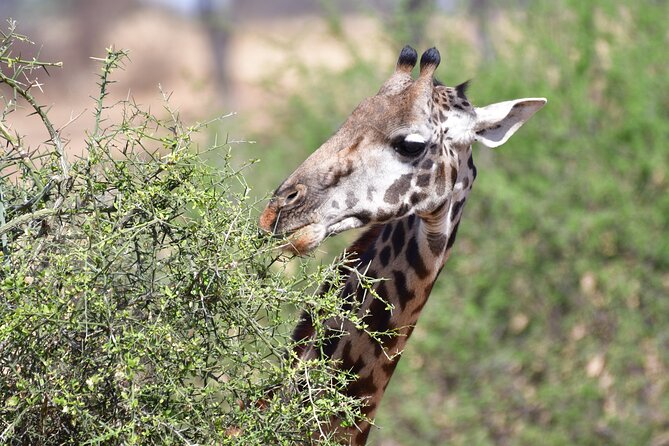 7 Days Rhino Ngorongoro Crater Safari Tour - Day 7: Arusha and the airport transfer