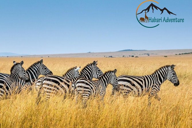 7 Days Safari. Serengeti, Tarangire, Lake Manyara & Ngorongoro Crater. - Day 1: Tarangire’s elephants and baobab country