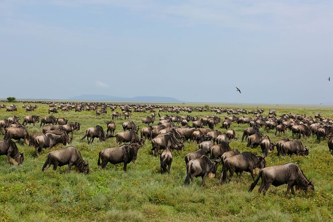 7 Days Safari. Serengeti, Tarangire, Lake Manyara & Ngorongoro Crater. - Days 3 and 4: Giving the Serengeti the time it deserves