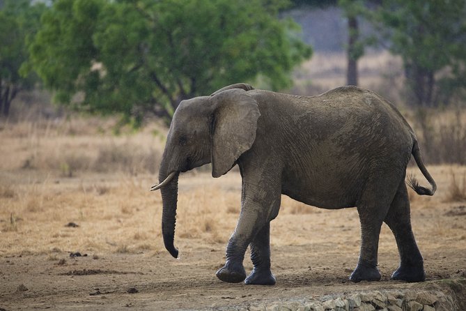 7 Days Safari. Serengeti, Tarangire, Lake Manyara & Ngorongoro Crater. - Day 7: Lake Manyara’s lake, forest and birdlife