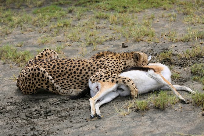 7 Days Safari. Serengeti, Tarangire, Lake Manyara & Ngorongoro Crater. - What the $1,850 price covers