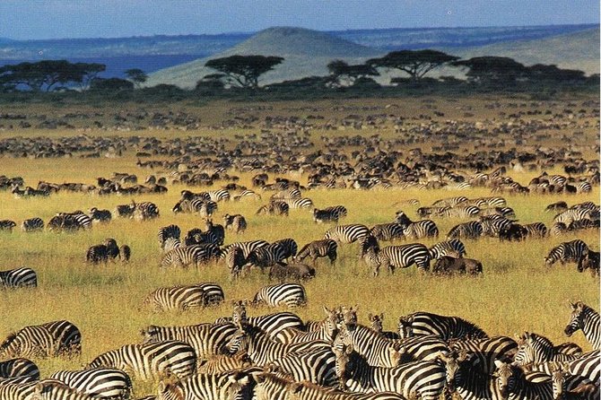 7 days safaris to see great migration - Day 1: Tarangire begins with elephants and baobabs
