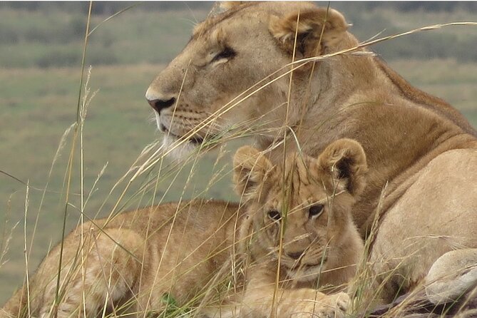 7 days safaris to see great migration - Days 4 and 5: Two chances to follow the herds in Ndutu
