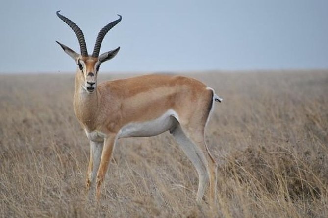 7 Days Tanganyika Wilderness Safari - Day 1: A simple arrival in Arusha