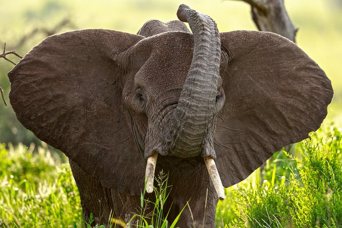 7 Days Tanzania Luxury Safari Experience & Coffee Walking Tour - Key points at a glance