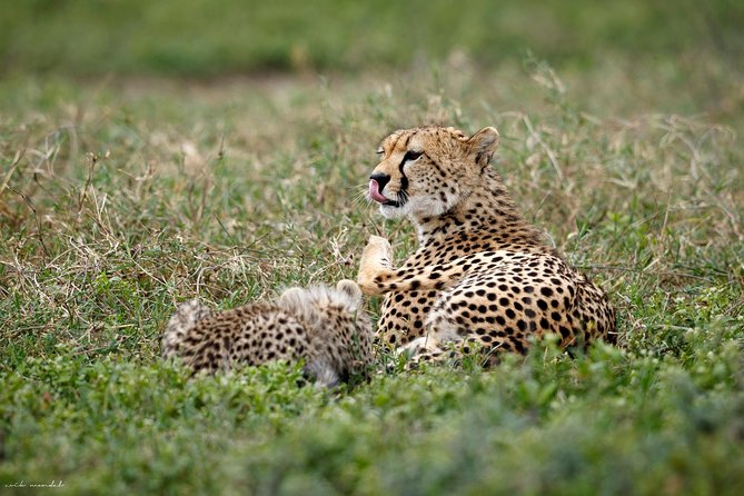 7 Days Tanzania Luxury Safari Experience & Coffee Walking Tour - Why this route works so well in seven days