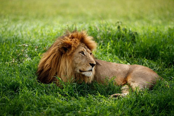 7 Days Tanzania Luxury Safari Experience & Coffee Walking Tour - Days three and four: The long road into the Serengeti