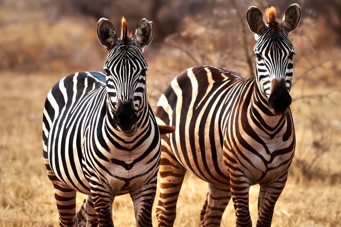 7 Days Tanzania Luxury Safari Experience & Coffee Walking Tour - Day five: Leaving the plains for Karatu coffee country