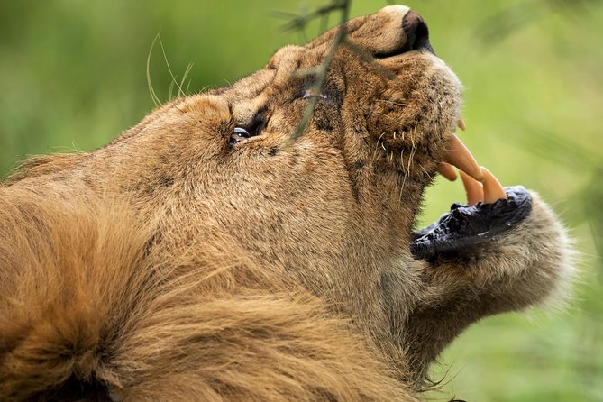 7 Days Tanzania Luxury Safari Experience & Coffee Walking Tour - Day seven: A straightforward return to Arusha