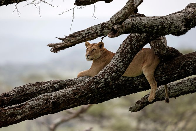 7 Days Tanzania Luxury Safari Experience & Coffee Walking Tour - Day one: Tarangire’s elephants and baobabs