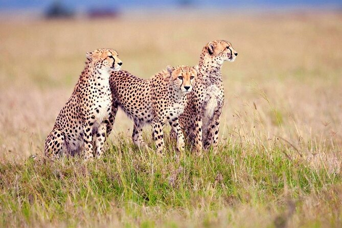 7 Days Tanzania Luxury Safaris - Day 3: The long road into Serengeti