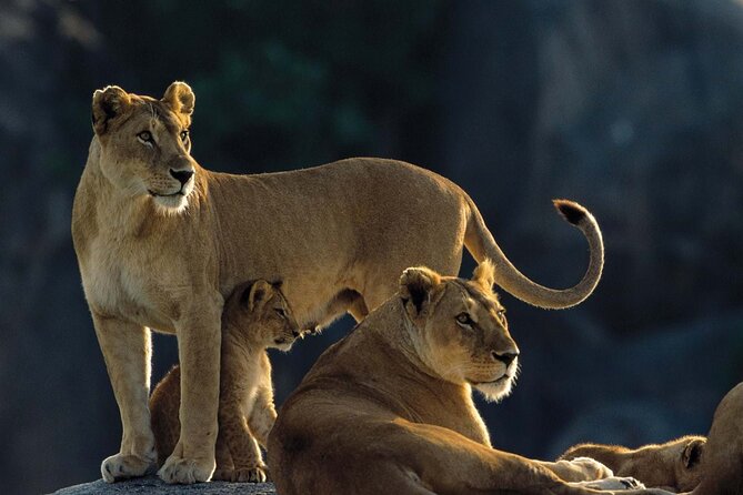 7 Days Tanzania Luxury Safaris - Day 1: Tarangire’s elephants and baobab country