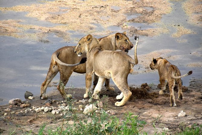 7 Days Tarangire, Serengeti, Ngorongoro & Manyara Camping Safari Tour Tanzania - Camping is practical rather than polished