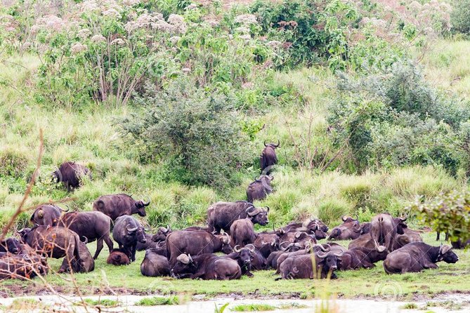 7 Days Tarangire, Serengeti, Ngorongoro & Manyara Camping Safari Tour Tanzania - The guides are a major part of the value