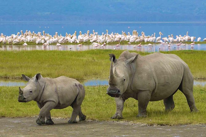7 Days Tarangire, Serengeti, Ngorongoro & Manyara Camping Safari Tour Tanzania - What the price of $2,692.31 really covers