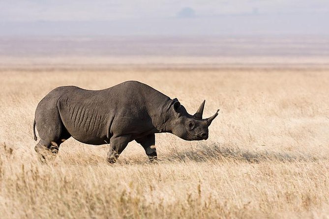7 Days Tarangire, Serengeti, Ngorongoro & Manyara Camping Safari Tour Tanzania - The remote Serengeti finish is useful, but confirm the exit plan