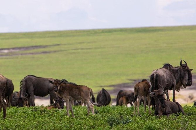 7 Days Tarangire, Serengeti, Ngorongoro & Manyara Camping Safari Tour Tanzania - Ngorongoro brings a different kind of game viewing