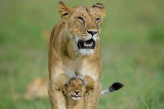 7 Days Tour Northern Tanzania Safari: - What this seven-day safari is really like