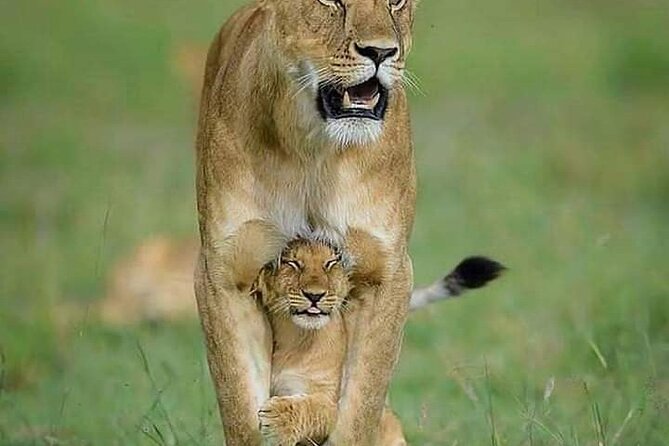 7 Days Tour Northern Tanzania Safari: - Day 2: The long road to Serengeti