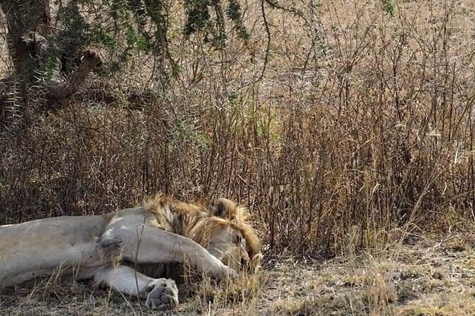 7 Days Tour Northern Tanzania Safari: - Day 3: A full day in the Serengeti