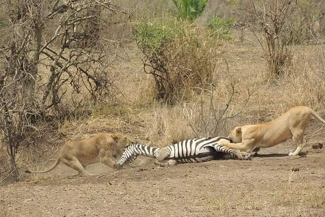 7 Days Tour Northern Tanzania Safari: - Day 4: Leaving the Serengeti for the Ngorongoro rim