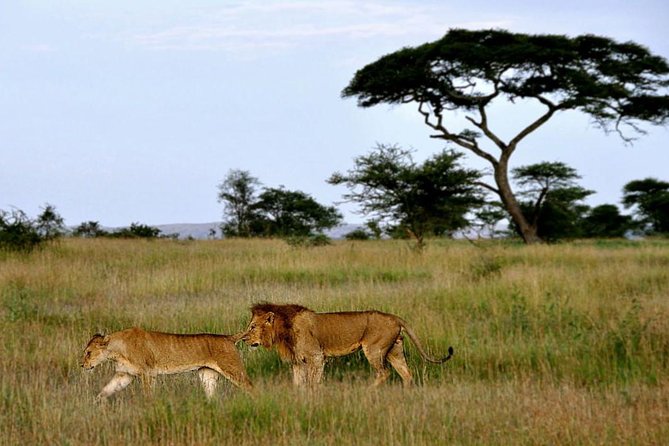 7 Days Tour Northern Tanzania Safari: - Day 5: Five to six hours inside Ngorongoro Crater
