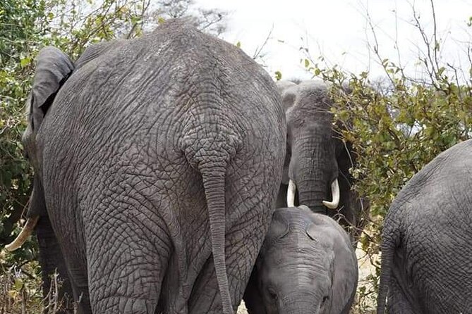 7 Days Tour Northern Tanzania Safari: - Day 6: Forest, hot springs, and Lake Manyara