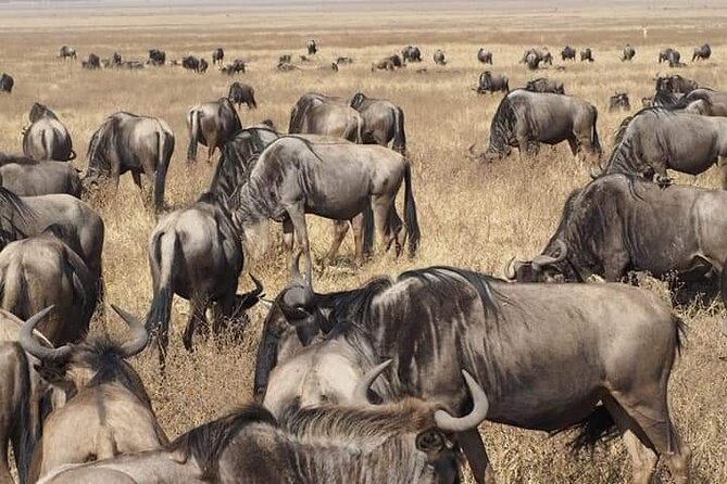 7 Days Tour Northern Tanzania Safari: - Day 7: Arusha National Park and the Ngurdoto Crater