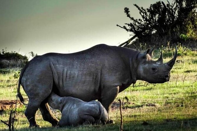 7 Days Tour Northern Tanzania Safari: - Day 1: Tarangire and the river that draws wildlife