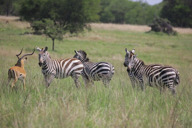 7 Days Wildebeest Migration - Ndutu Calving Season - Day 1: Arriving at Kilimanjaro and settling in Arusha