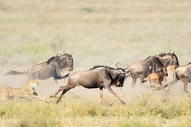 7Day Serengeti Migration (Ndutu), Crater, Hot Springs & City Tour - Key points at a glance
