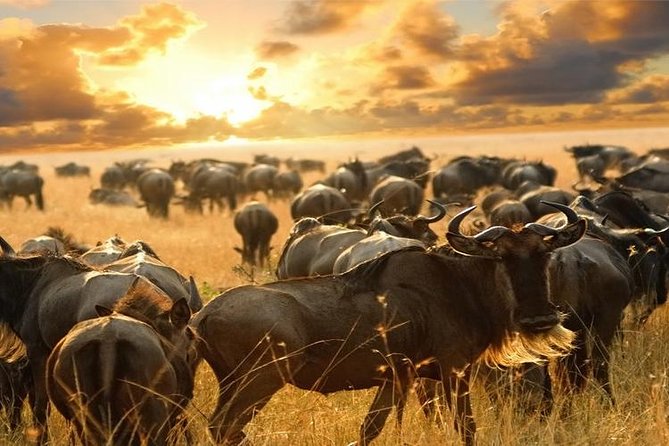 7Day Serengeti Migration (Ndutu), Crater, Hot Springs & City Tour - Day 5: Tarangire’s elephants and baobab country