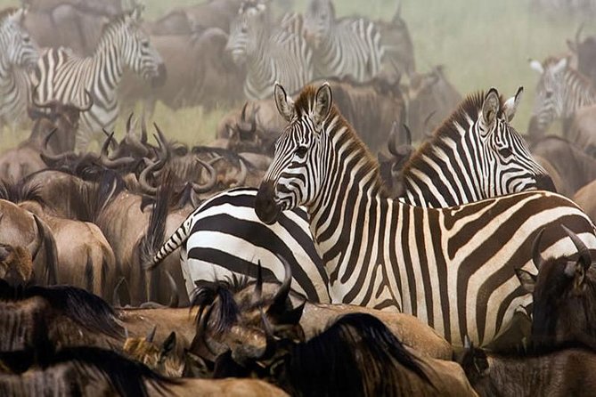 7Day Serengeti Migration (Ndutu), Crater, Hot Springs & City Tour - Day 6: Arusha markets, gemstones, and food