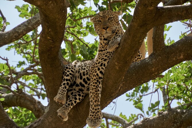 8-Day Essence of Tanzania Safari - Luxury - Tarangire brings elephants and a quieter safari feel