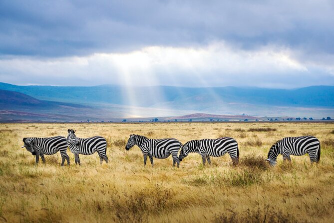 8-Day Essence of Tanzania Safari - Luxury - Three Serengeti days give the safari breathing room