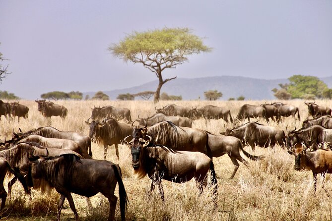 8-Day Essence of Tanzania Safari - Luxury - Lake Manyara is a fine introduction to birds
