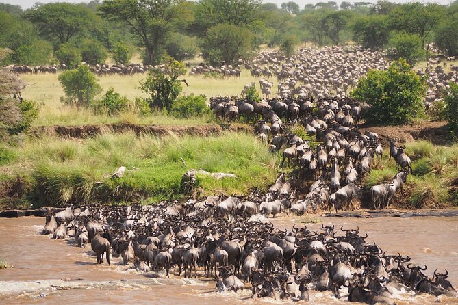 8-Day Grumeti Migration Safari-Luxury Tour May-July - Arusha begins the safari at a gentle pace