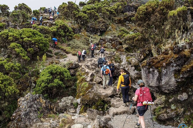 8 Day Mount Kilimanjaro Trekking Lemosho Route - Day five: the Barranco Wall and Karanga Valley