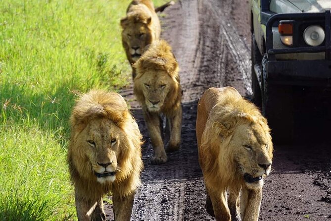 8-Day Private Guided Tanzania Safari with Pick Up - Four parks, one compact northern Tanzania route